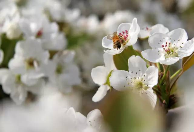 树山只差一个你丨梨花年年开，好玩的却不同