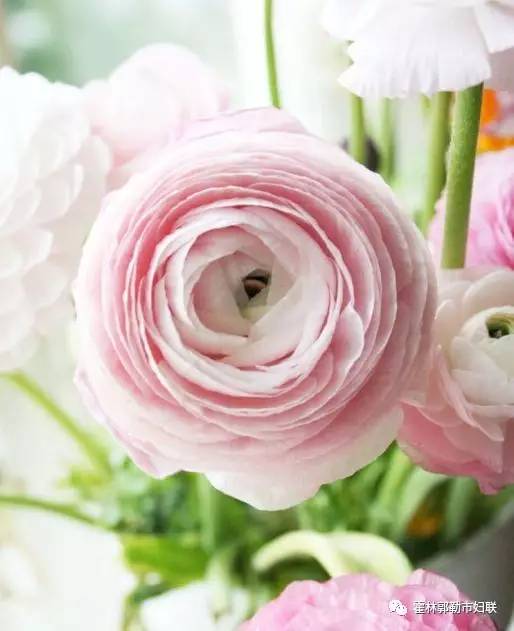 霍市妇联举办“情暖三月关注健康”女性疾病预防与调理知识讲座