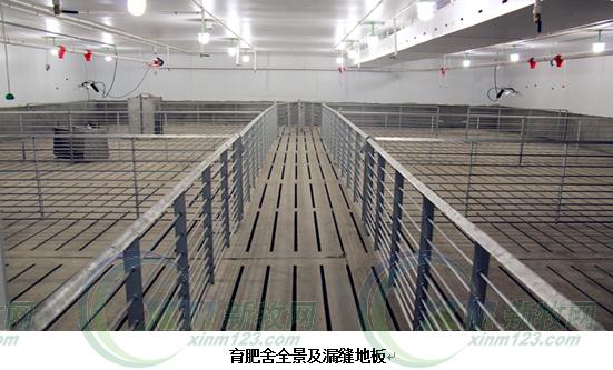 现代化育肥猪舍怎么建,低成本猪舍的建造