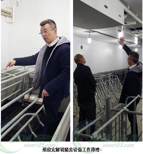 现代化育肥猪舍怎么建,低成本猪舍的建造