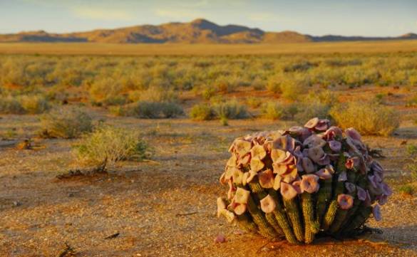 这一坨坨的仙人掌竟然跟*品毒**一样昂贵|小地球纳马夸*博兰**物旅行日记(1)