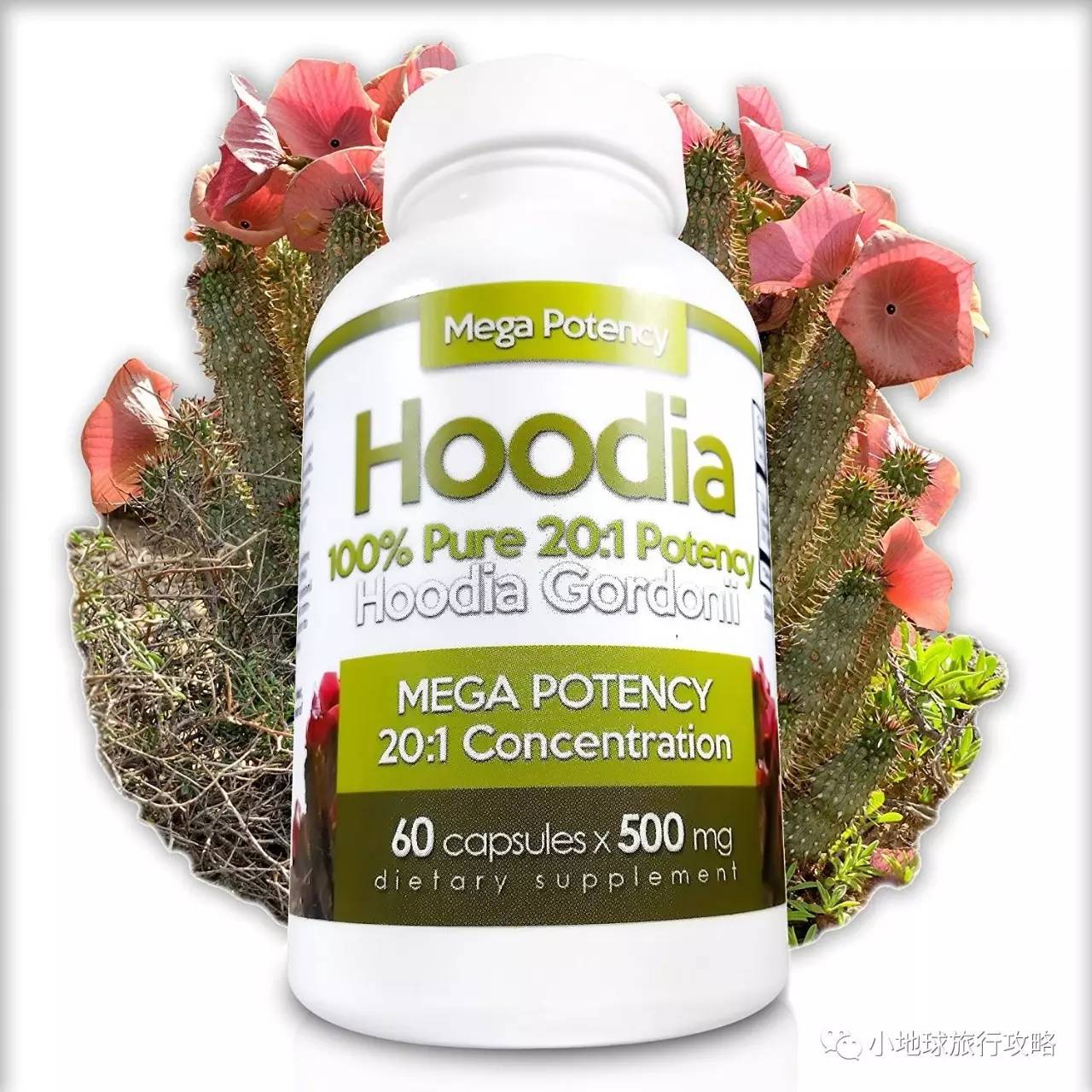 这一坨坨的仙人掌竟然跟*品毒**一样昂贵|小地球纳马夸*博兰**物旅行日记(1)