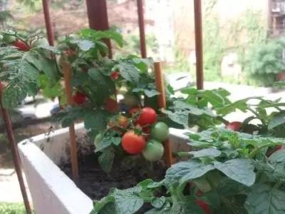 城市农夫阳台种菜,去城市阳台种菜教程