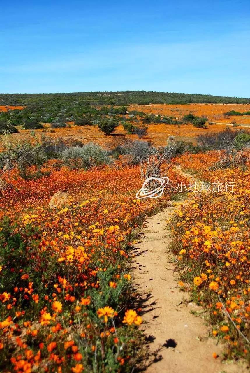 这一坨坨的仙人掌竟然跟*品毒**一样昂贵|小地球纳马夸*博兰**物旅行日记(1)