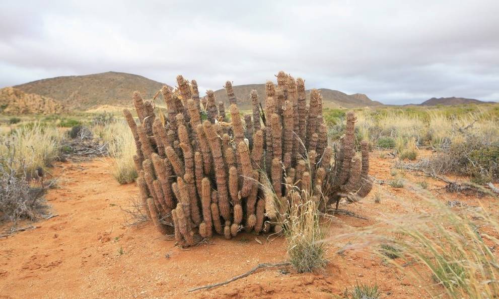这一坨坨的仙人掌竟然跟*品毒**一样昂贵|小地球纳马夸*博兰**物旅行日记(1)