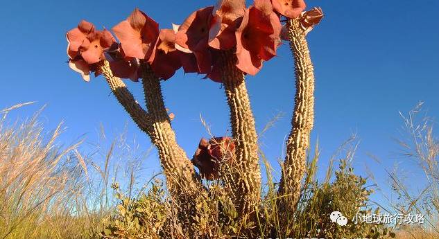 这一坨坨的仙人掌竟然跟*品毒**一样昂贵|小地球纳马夸*博兰**物旅行日记(1)