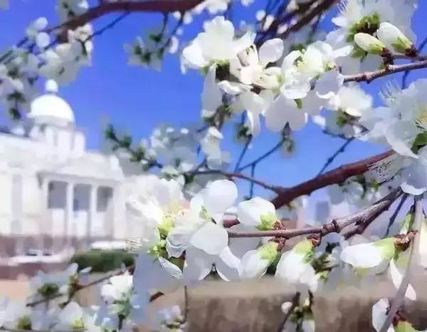 桃花季｜今天的沈阳，桃花开了，春风十里，挑一天走起……