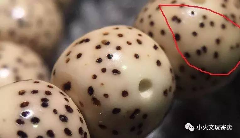 分享买过的菩提,两年多星月菩提有点花