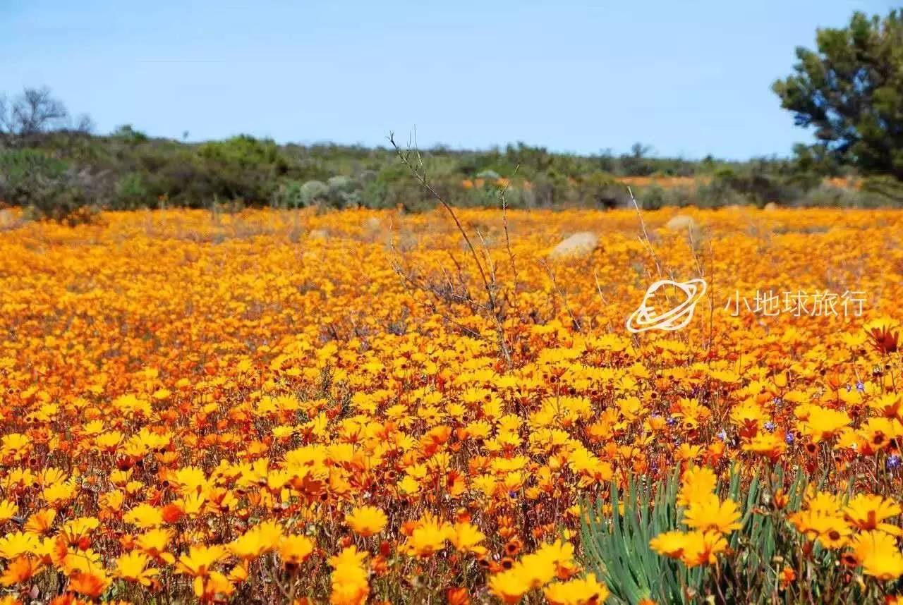 这一坨坨的仙人掌竟然跟*品毒**一样昂贵|小地球纳马夸*博兰**物旅行日记(1)
