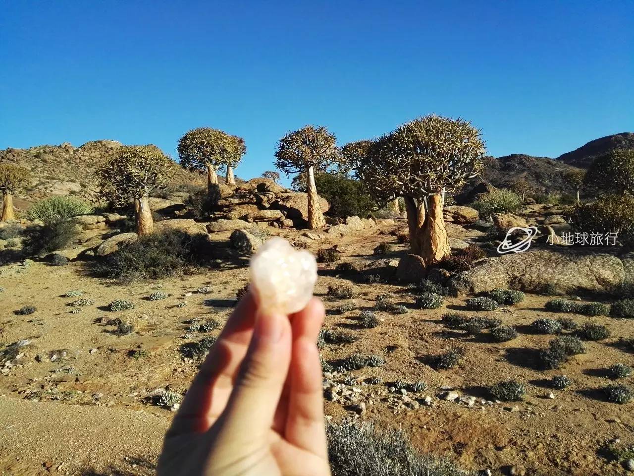 这一坨坨的仙人掌竟然跟*品毒**一样昂贵|小地球纳马夸*博兰**物旅行日记(1)