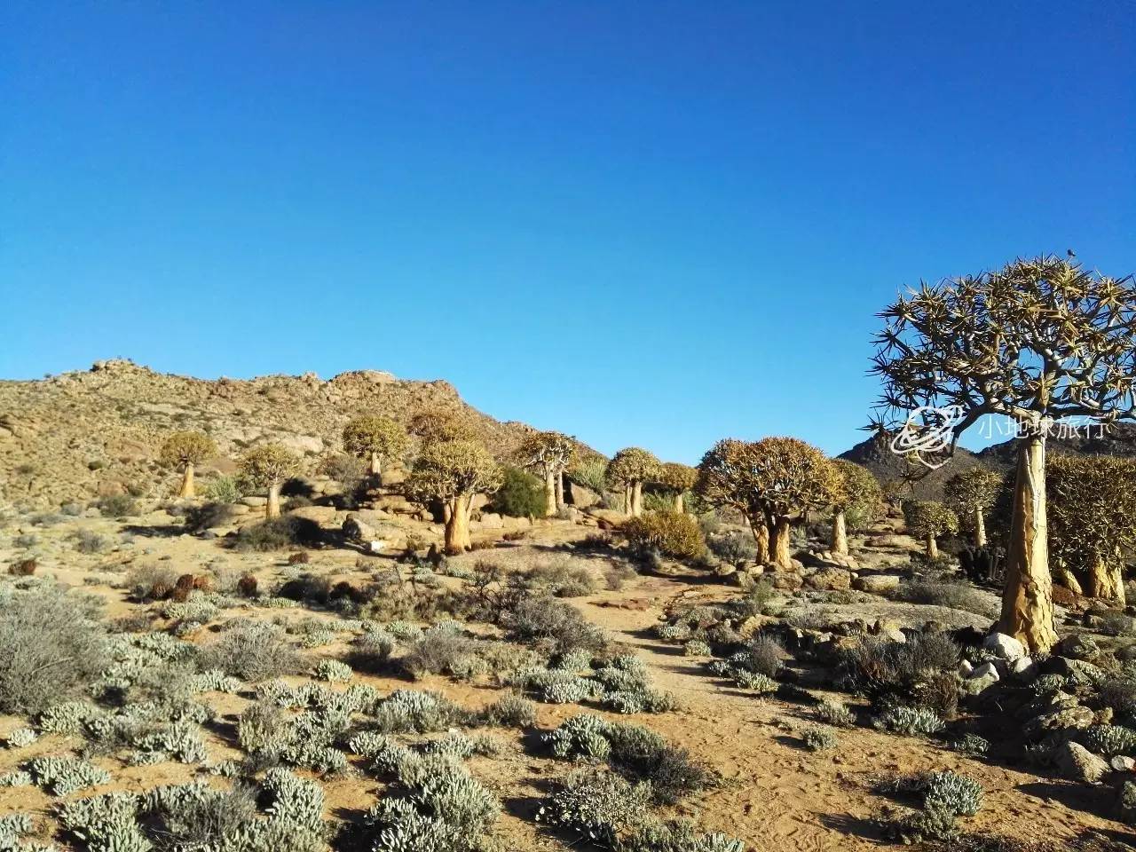 这一坨坨的仙人掌竟然跟*品毒**一样昂贵|小地球纳马夸*博兰**物旅行日记(1)