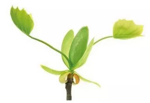 100本好书(爱一本书像爱一个人)