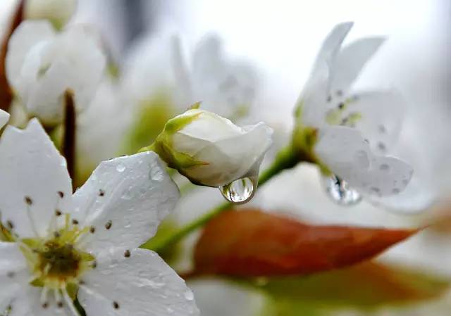 树山只差一个你丨梨花年年开，好玩的却不同