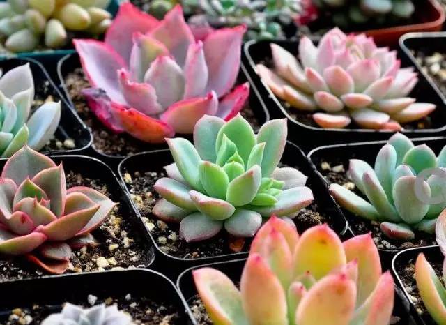 树山只差一个你丨梨花年年开，好玩的却不同