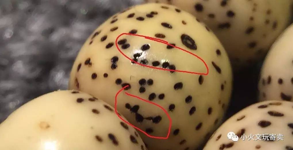 分享买过的菩提,两年多星月菩提有点花