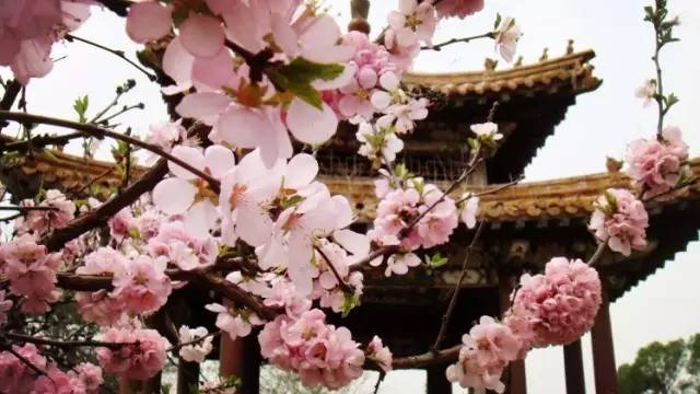 桃花季｜今天的沈阳，桃花开了，春风十里，挑一天走起……