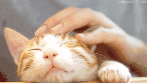 喵对你眨眼睛,猫咪爱上你的套路