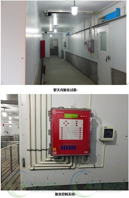 现代化育肥猪舍怎么建,低成本猪舍的建造