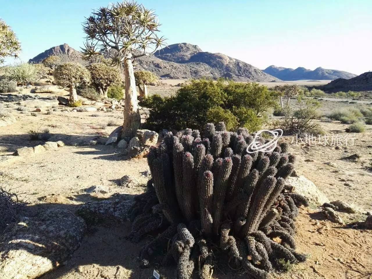 这一坨坨的仙人掌竟然跟*品毒**一样昂贵|小地球纳马夸*博兰**物旅行日记(1)