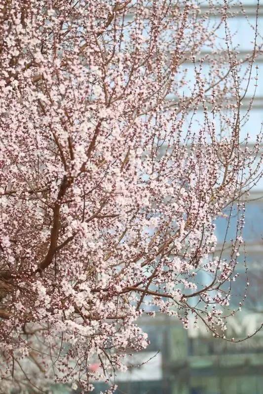 桃花季｜今天的沈阳，桃花开了，春风十里，挑一天走起……
