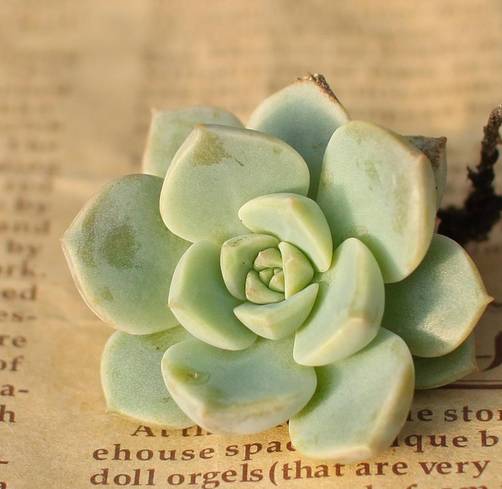 王者荣耀英雄pk古代英雄,王者荣耀遇到多肉阵容怎么办