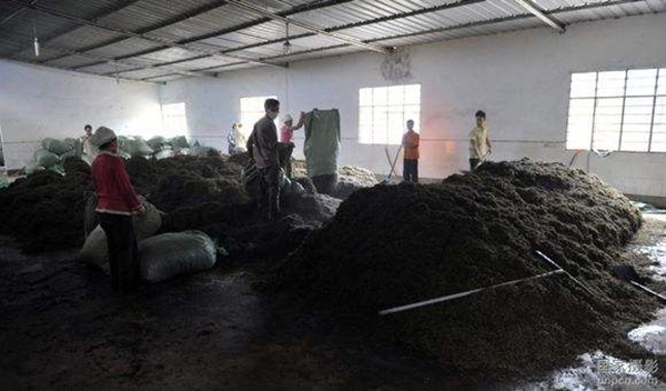 揭露普洱茶老茶真相,揭秘茶行业内幕