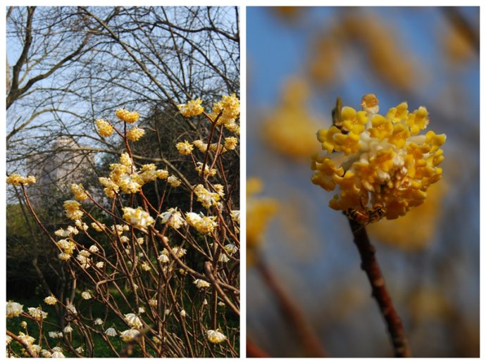 植物美图欣赏,仙气十足的植物图片