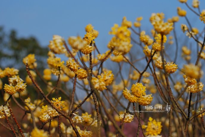 植物美图欣赏,仙气十足的植物图片