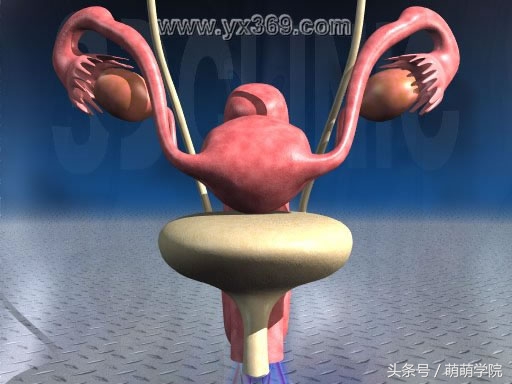 孕期1到40周胎儿发育全过程,胎儿发育40周全过程动态画