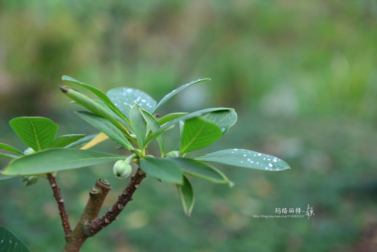 植物美图欣赏,仙气十足的植物图片