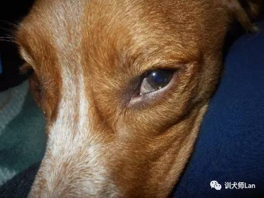 狗狗眼角处出现膜，或者有红色的突起，正常吗？