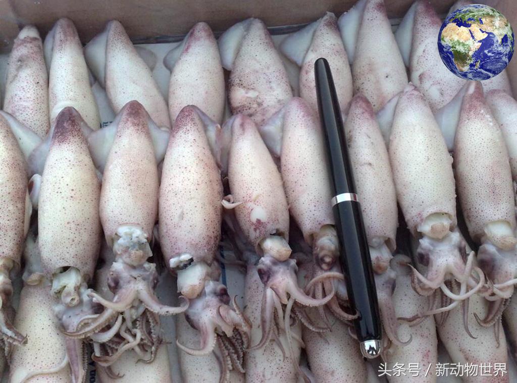 章鱼八爪鱼鱿鱼墨鱼乌贼怎么区分,吃货们知道鱿鱼章鱼乌贼的区别吗