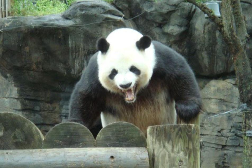 中国队虽败犹荣战至最后一刻,中国队虽然失败了但是依然不气馁