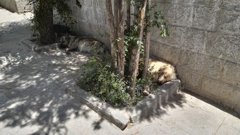 狗狗在西藏老是气喘,小型狗去西藏有高原反应怎么办