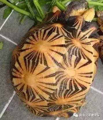 辐射陆龟多少一只,辐射陆龟隆背问题