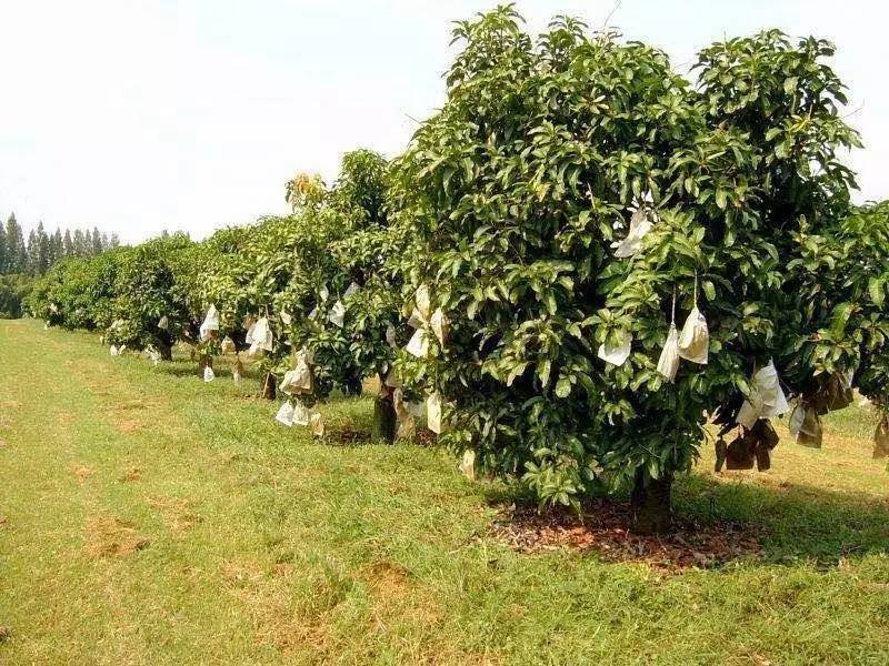 这芒果的味道太惊艳!年销6000万的批发商靠它成上海芒果一姐