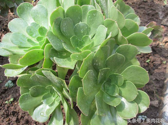 多肉植物百科之蒂亚,多肉植物小百科图片