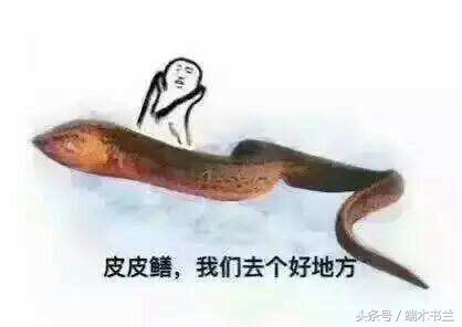 黄鳝灵异故事,黄鳝惊悚民间故事