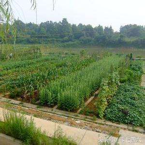 永州现真人开心农场-你还让人偷菜吗?