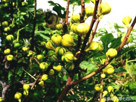 永州现真人开心农场-你还让人偷菜吗?