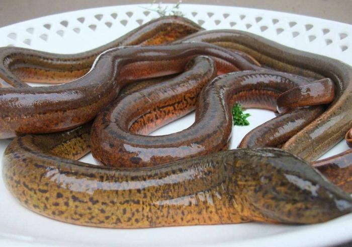 被女主播炒热的黄鳝，有种女人很需要？坐月子喝黄鳝汤补气、养血