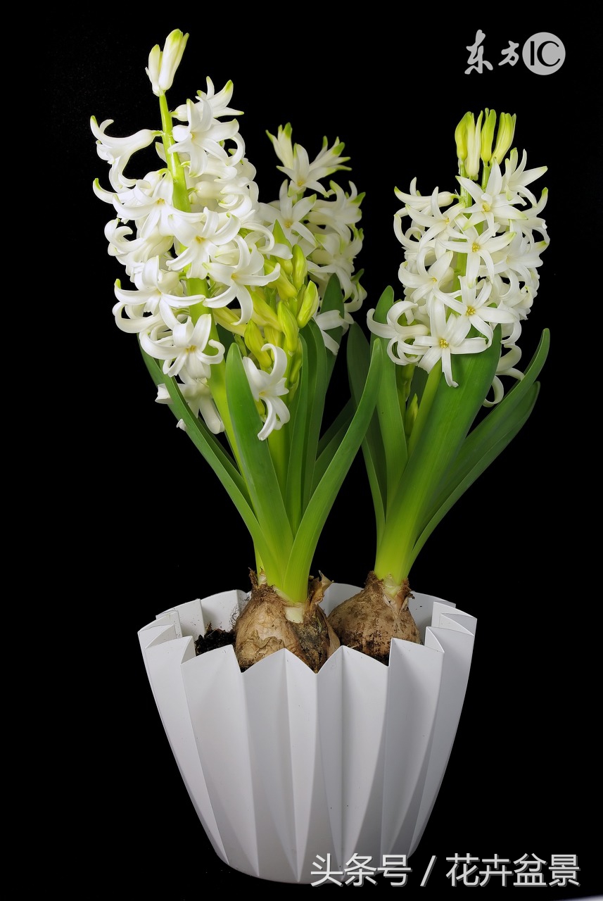 过期的药千万别扔它有大用途,过期药不要扔让它变为宝