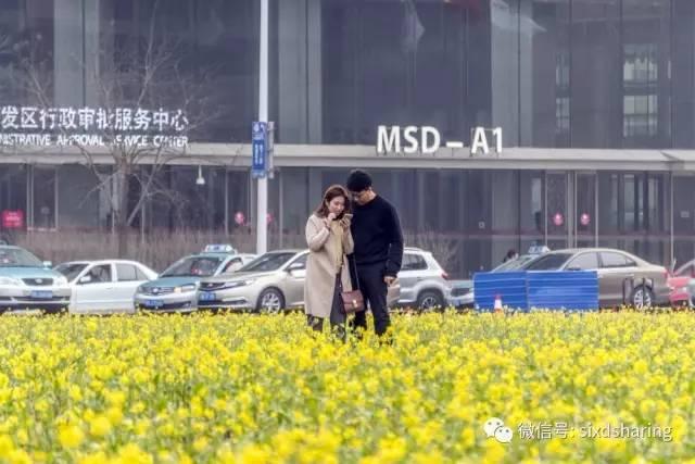 光阴正好花期已至，泰达有花海，何须羡婺源？