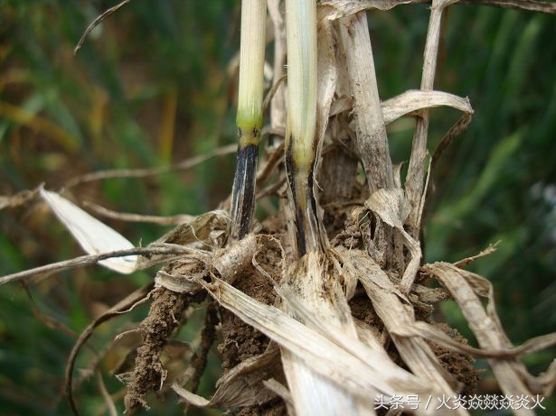 几招就能搞定小麦枯萎腐烂