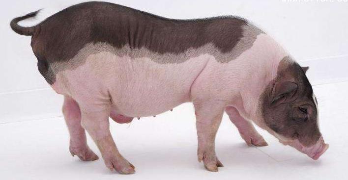 体脂秤和体重秤的区别,体重秤和体脂秤有什么区别