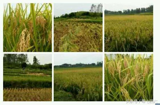 都市丽人回村日记,女白领回乡创业日记