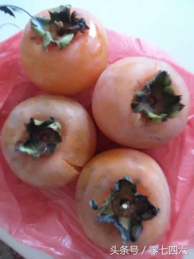 都市丽人回村日记,女白领回乡创业日记