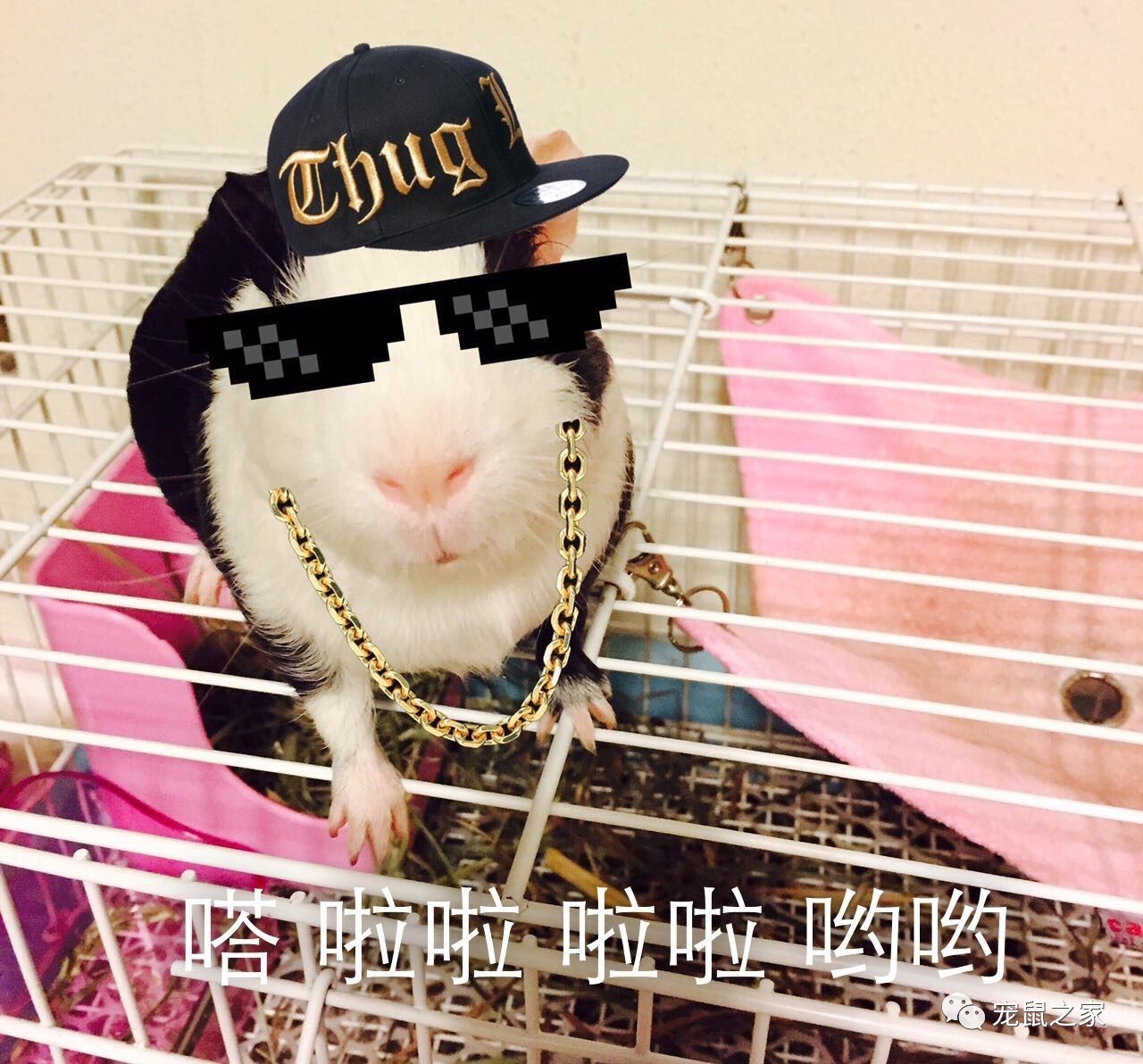 荷兰猪外出郊游，操心的事太多，其实只要做到这几点就可以了