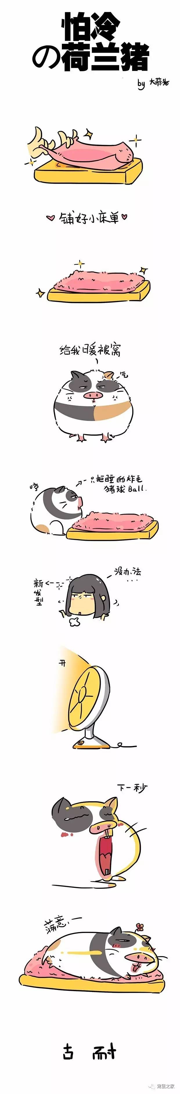 荷兰猪外出郊游，操心的事太多，其实只要做到这几点就可以了