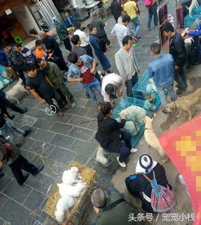 探访乡镇狗市，不是没有品相好的本土狗狗，而是没找对地方，大赞